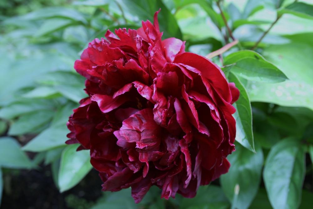 Paeonia lactiflora 'Mons. Martin Cahuzac'